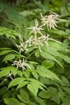 Goatsbeard foliage & male blossoms