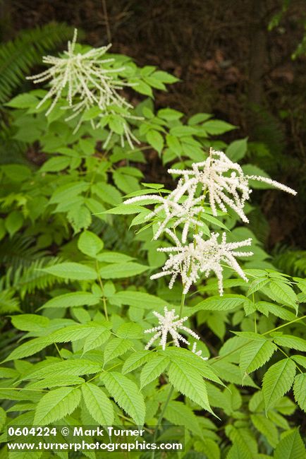 Aruncus dioicus