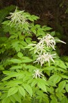 Goatsbeard foliage & male blossoms w/ female plant soft bkgnd