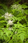 Goatsbeard foliage & male blossoms w/ female plant soft bkgnd