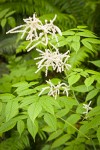 Goatsbeard foliage & female blossoms