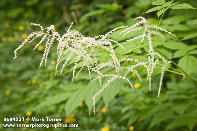 Aruncus dioicus