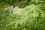 Goatsbeard foliage & male blossoms