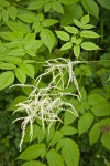 Goatsbeard foliage & male blossoms