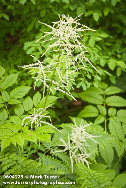 Aruncus dioicus