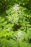 Goatsbeard foliage & male blossoms