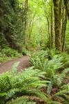 Squires Lake trail w/ Sword Fern fgnd