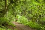 Squires Lake trail