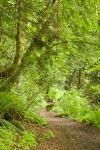 Squires Lake trail