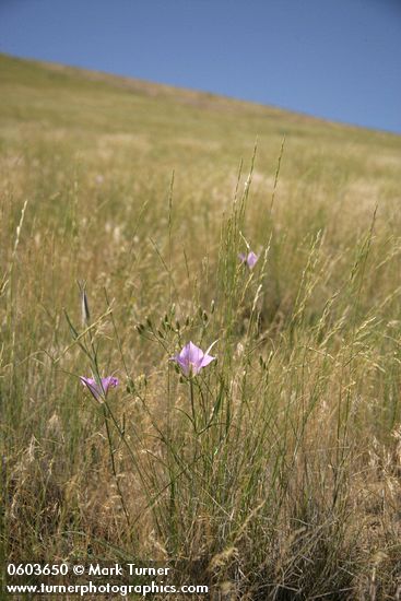 Calochortus macrocarpus