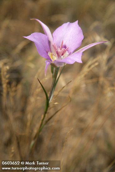 Calochortus macrocarpus