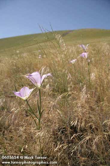 Calochortus macrocarpus