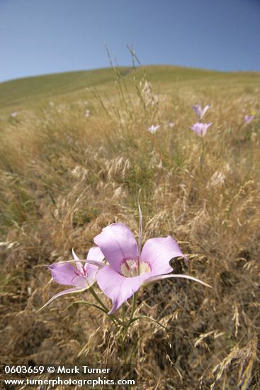 Calochortus macrocarpus