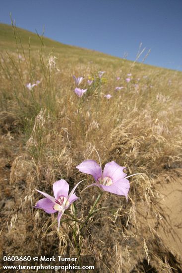 Calochortus macrocarpus