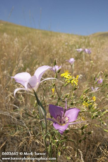 Calochortus macrocarpus; Crepis atribarba