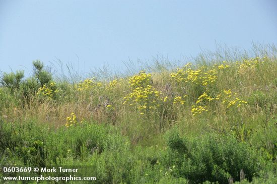 Crepis atribarba