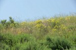 Slender Hawksbeard among grasses on hillside