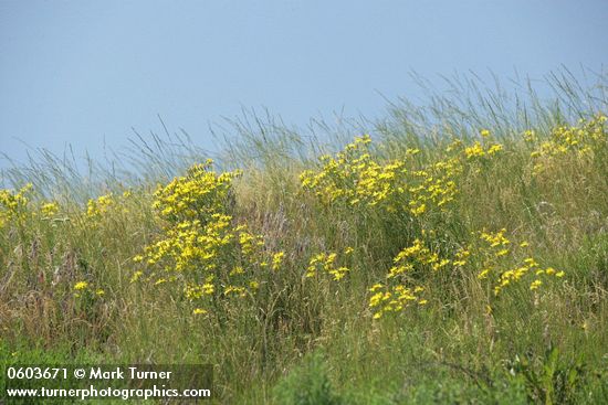 Crepis atribarba