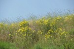 Slender Hawksbeard among grasses on hillside