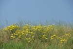 Slender Hawksbeard among grasses on hillside