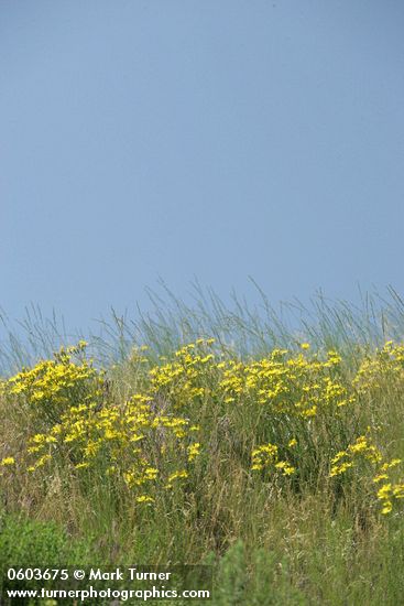 Crepis atribarba