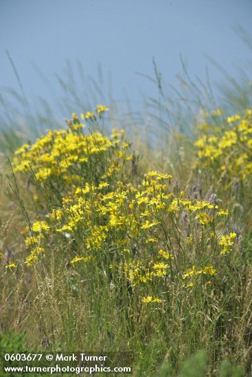 Crepis atribarba