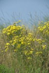 Slender Hawksbeard among grasses