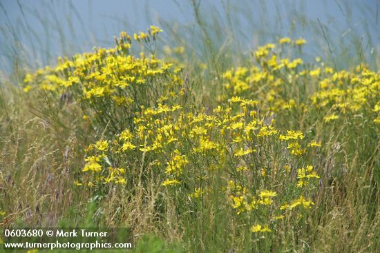 Crepis atribarba