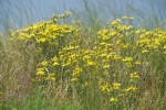 Slender Hawksbeard among grasses