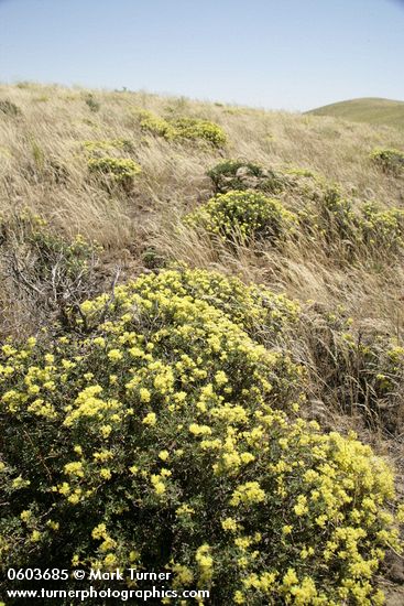 Eriogonum sphaerocephalum