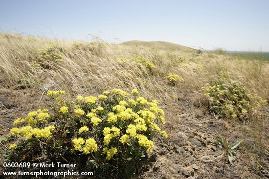 Eriogonum sphaerocephalum