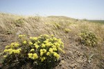 Round-headed Desert Buckwheat among grasses on lithosol ridge