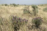 Purple Sage among grasses