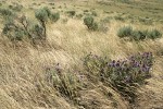 Purple Sage among grasses