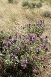 Purple Sage among grasses