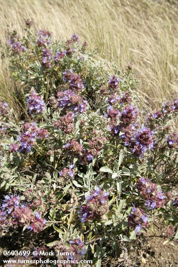 Salvia dorrii