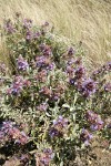 Purple Sage