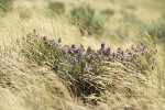 Purple Sage among grasses