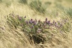 Purple Sage among grasses