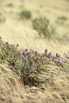 Purple Sage among grasses