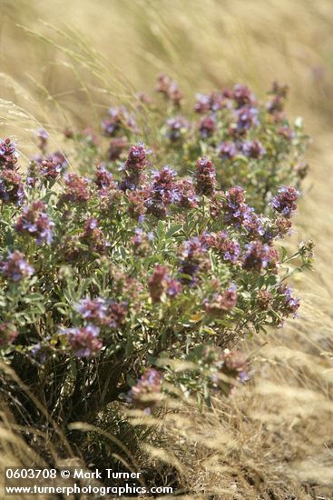 Salvia dorrii