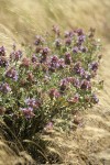 Purple Sage