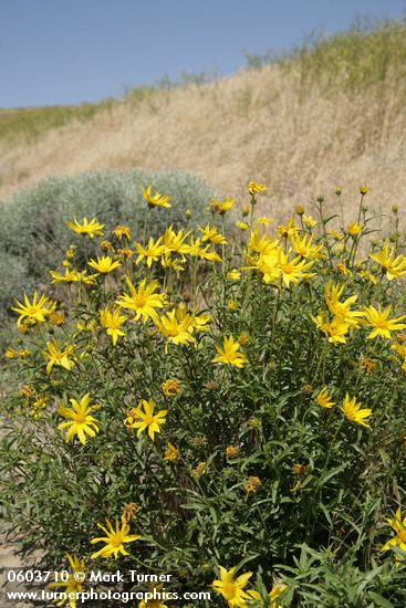 Helianthus cusickii