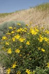 Cusick's Sunflower