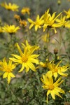 Cusick's Sunflower blossoms