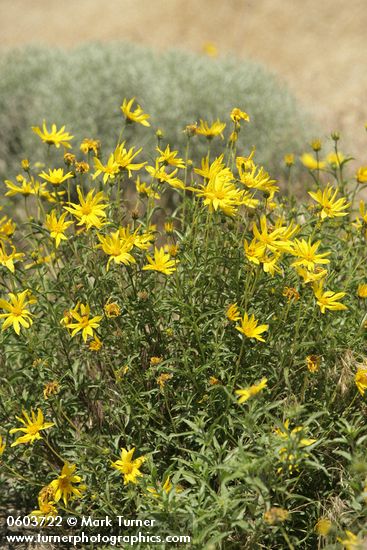 Helianthus cusickii