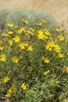 Cusick's Sunflowers