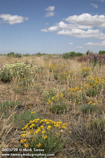 Erigeron linearis; Eriogonum heracleoides; Lupinus sp.