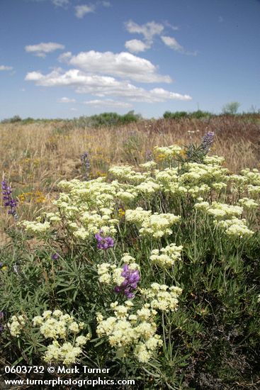 Eriogonum heracleoides; Lupinus sp.