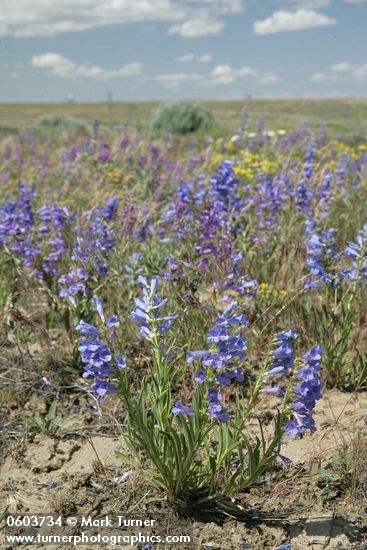 Penstemon speciosus; Lupinus sp.